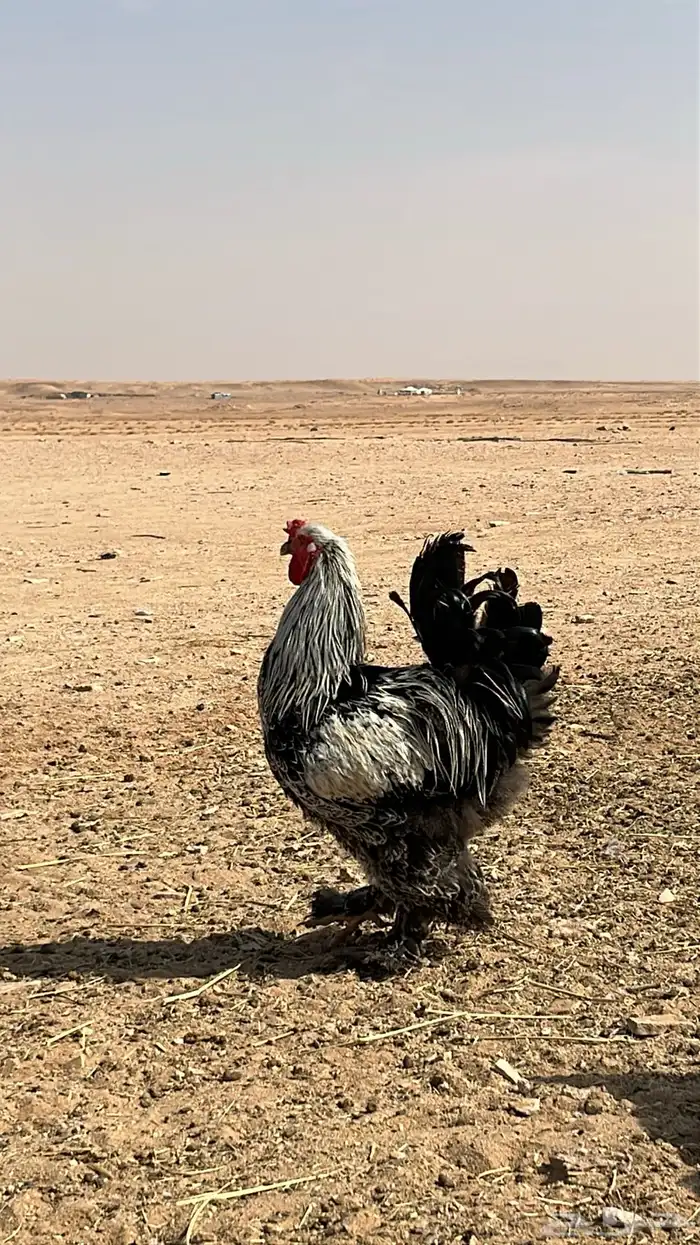 للبيع ديوك و دجاج بياض برامه كولومبي فاخر 4