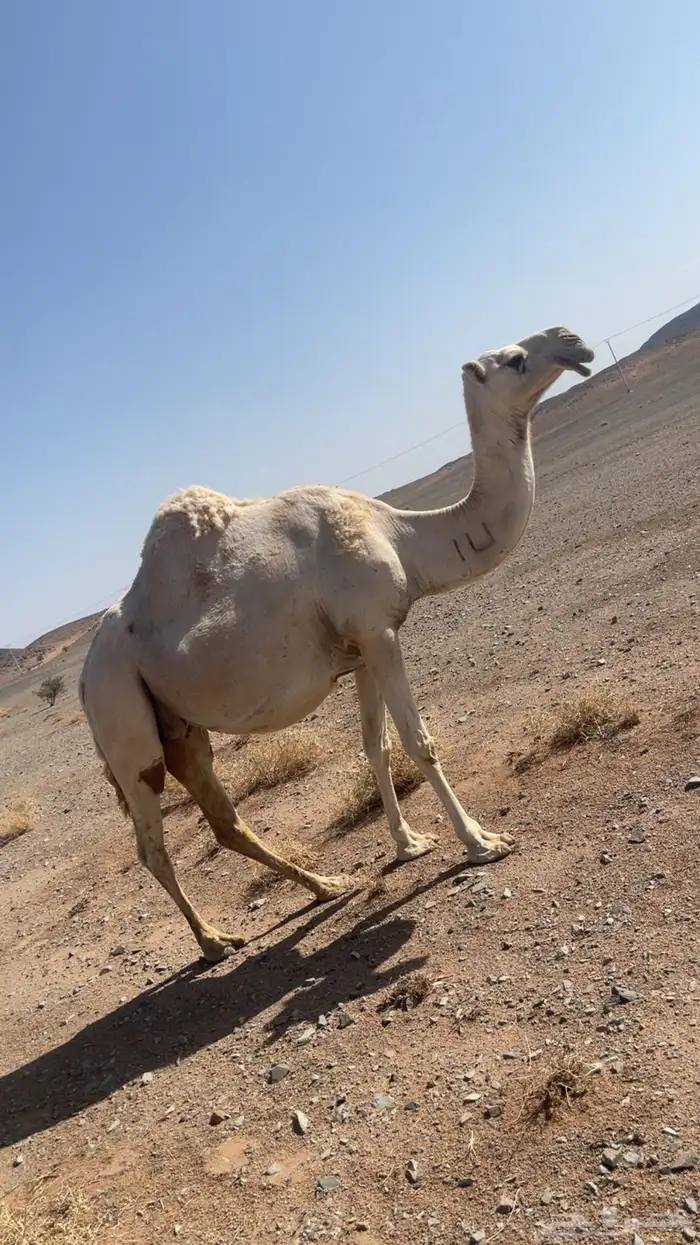 ناقه لقحه كفو 0