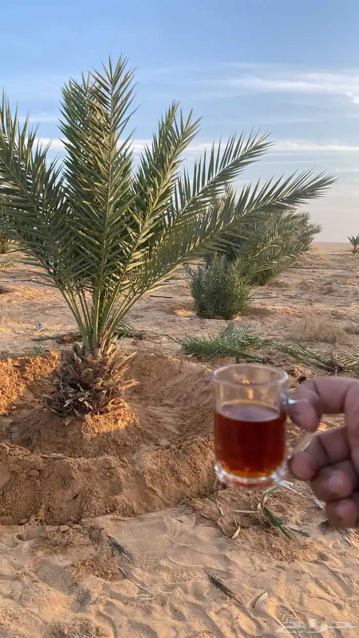 فروخ نخل صغير وكبير 4