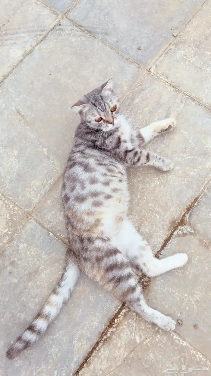 قطه سكوتش للتبني 6