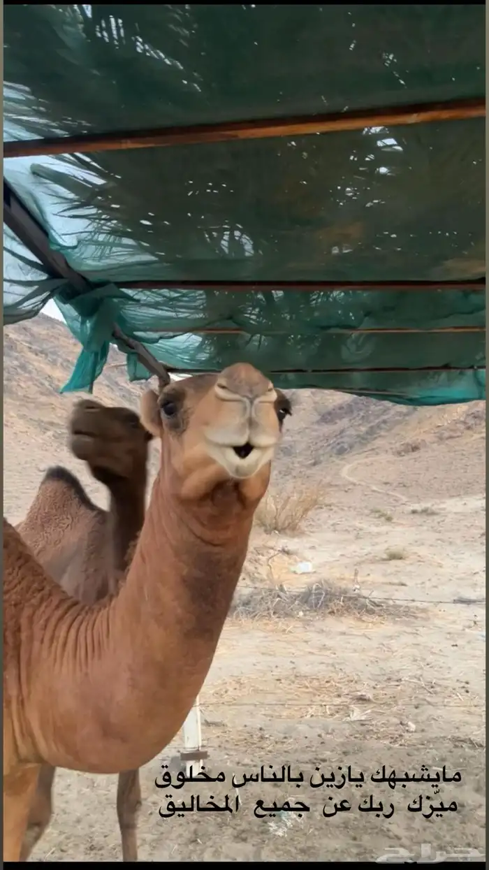 مشروع فحل ساحلي فاااخر 1