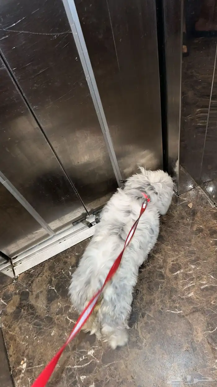 كلب ذكر شيواوا العمر 9 شهور على السوم 1