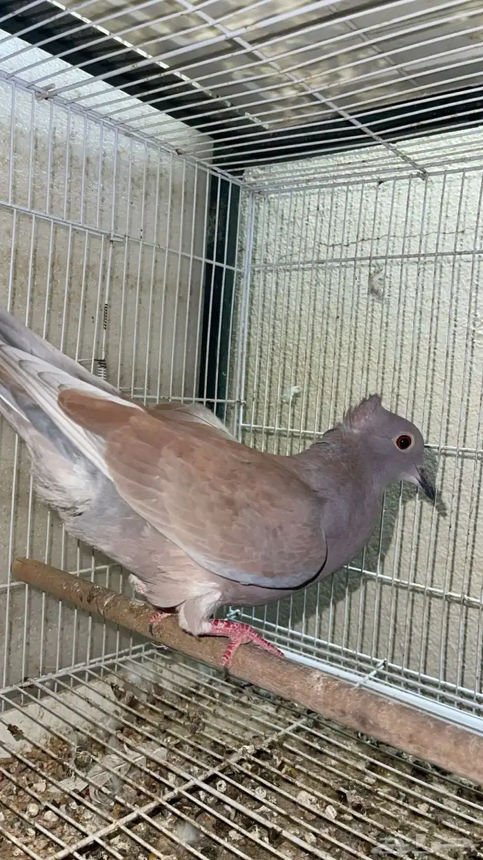 هجين ياكريم 2