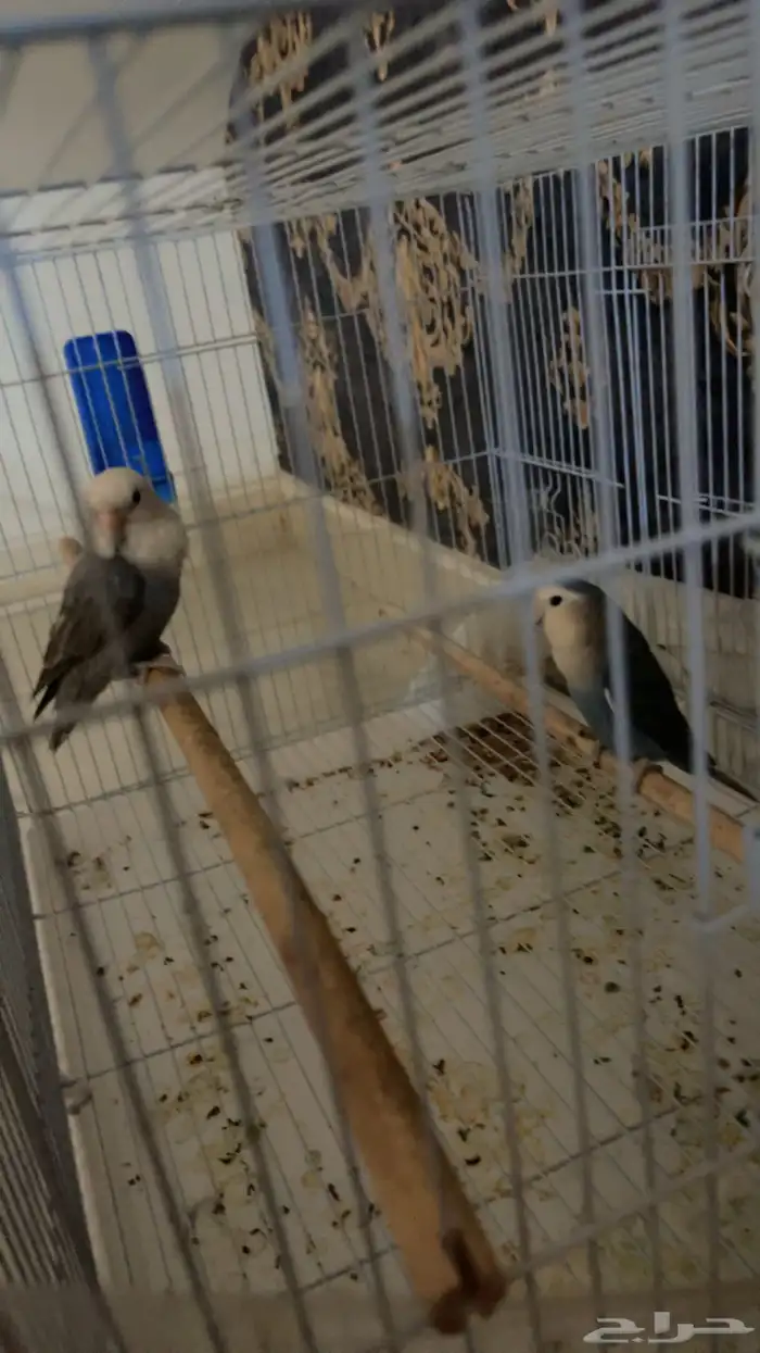 طيور روز ايطالي 1