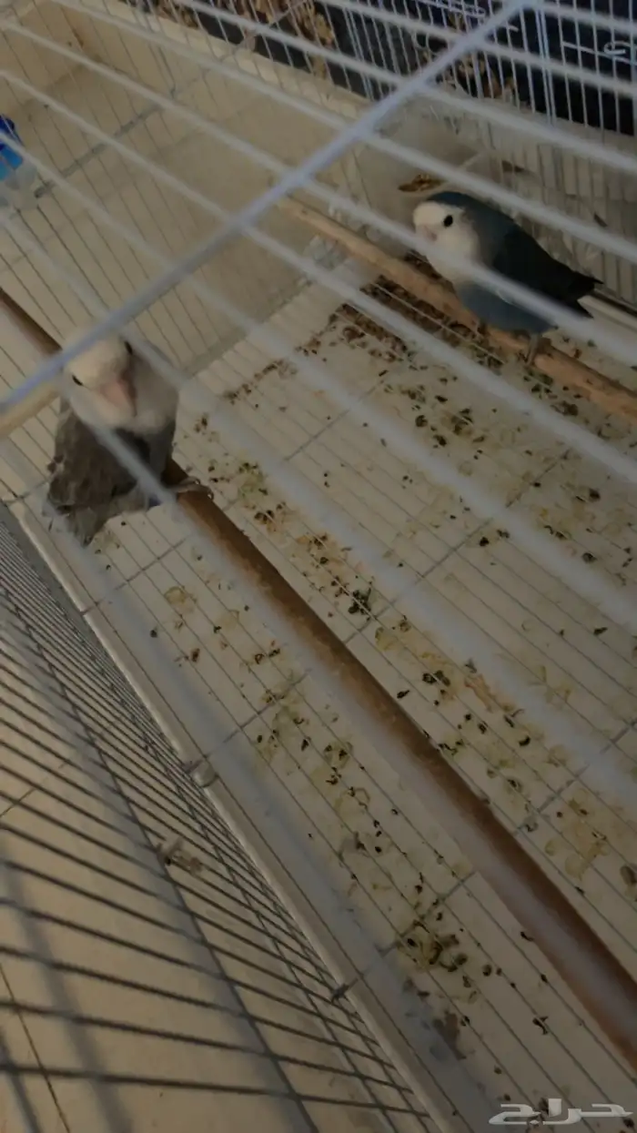 طيور روز ايطالي 2