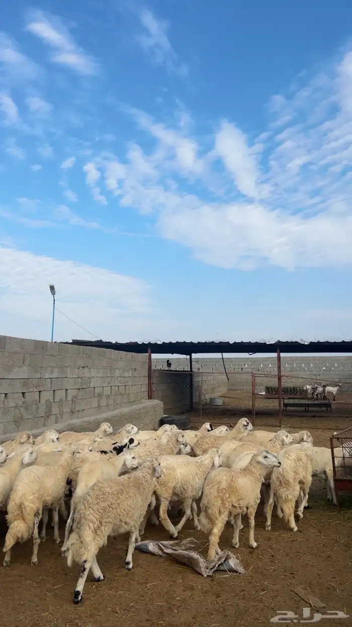 خرفان بلديه 2