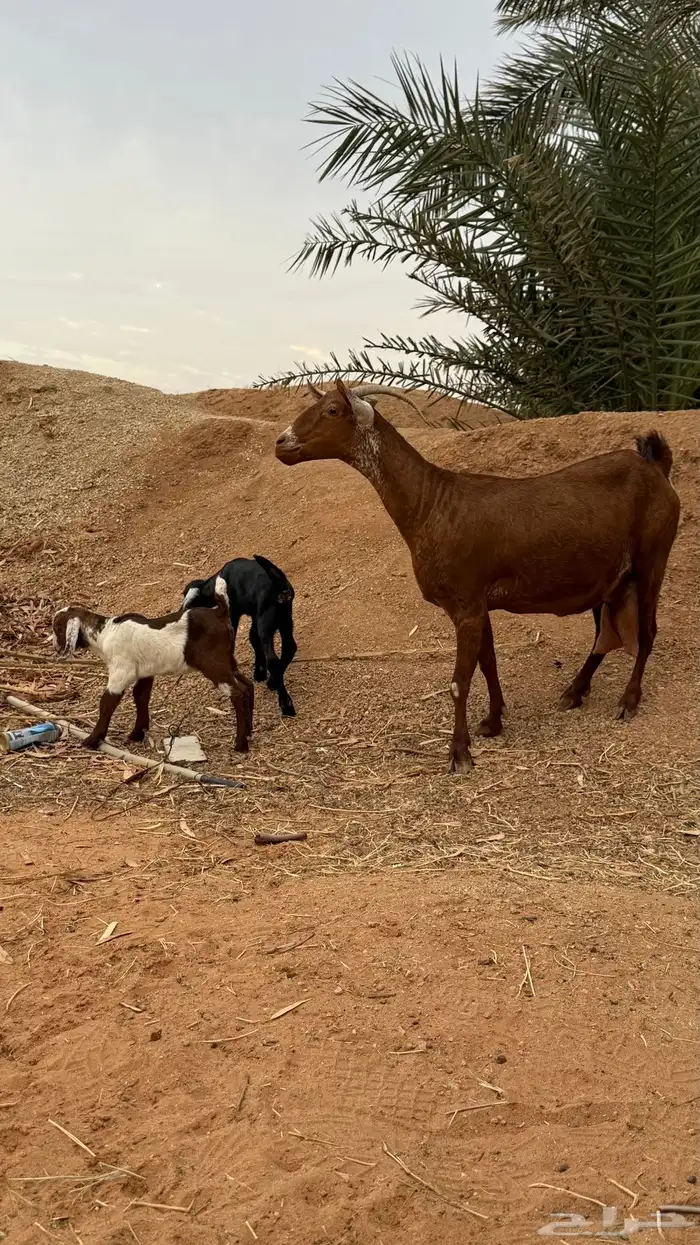 عنز للبيع 3