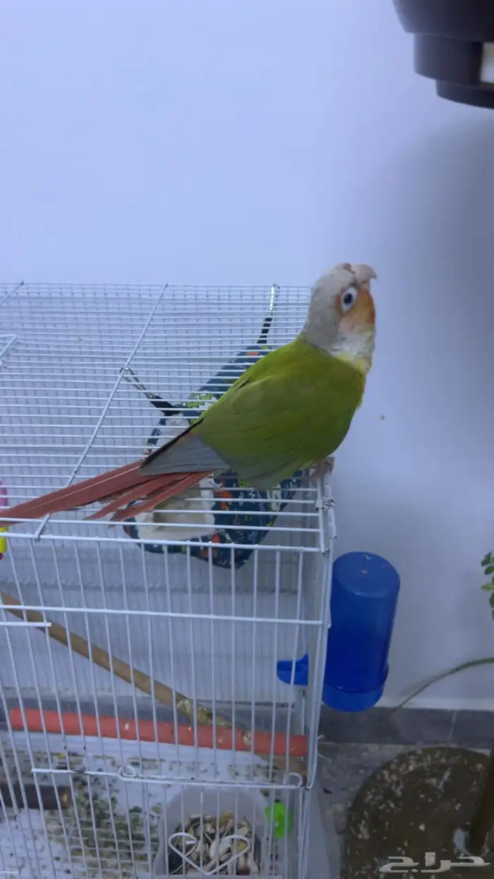 كنيور   اناناس رد فاكتور 4