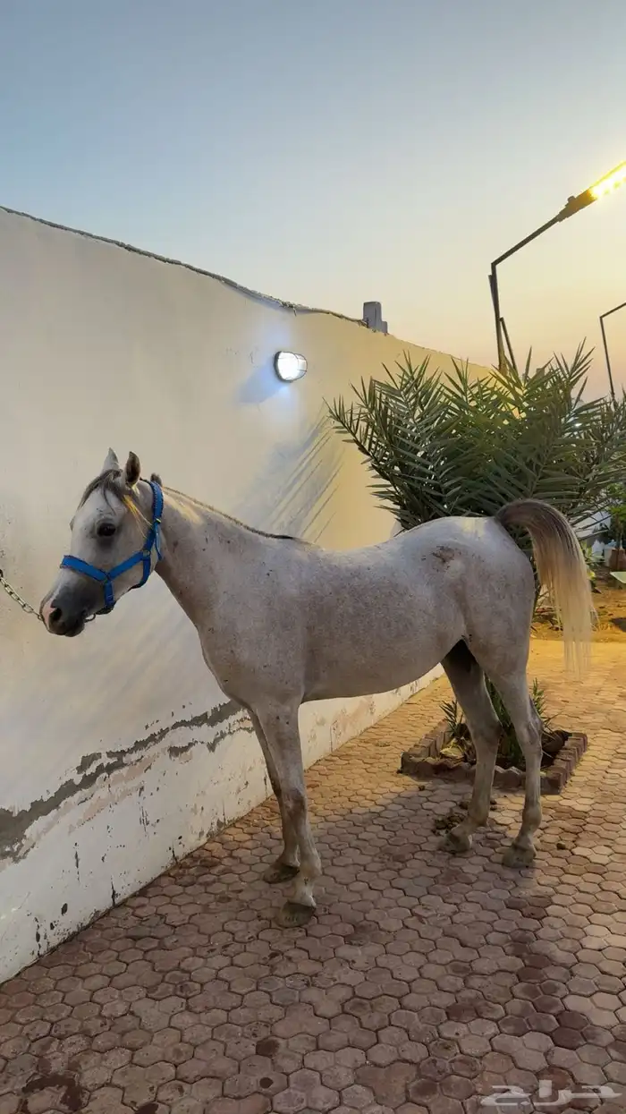 فرس واهو لقاح 1