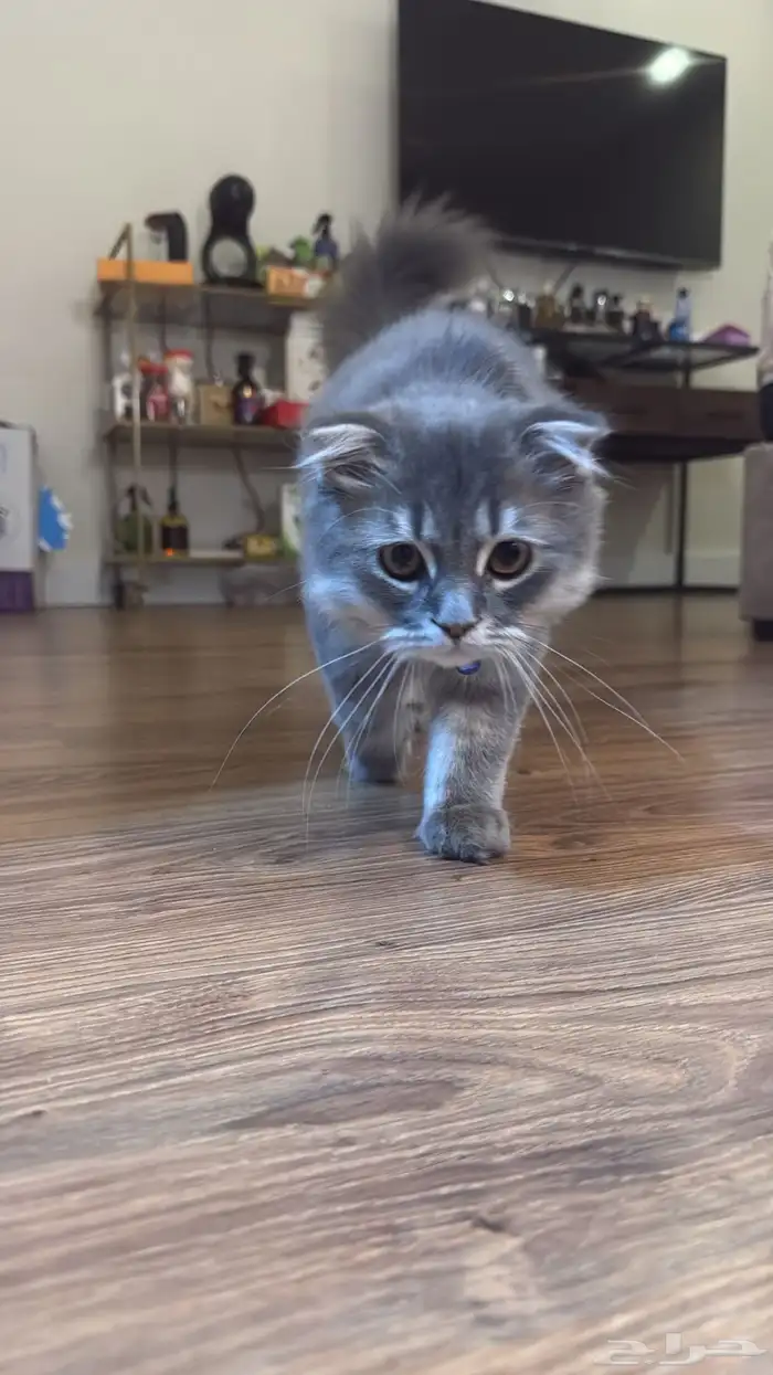 للبيع شيرازي ذكر 0