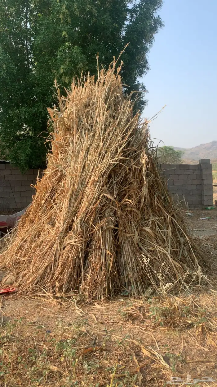 قصب للبيع يصلح للبقر 0