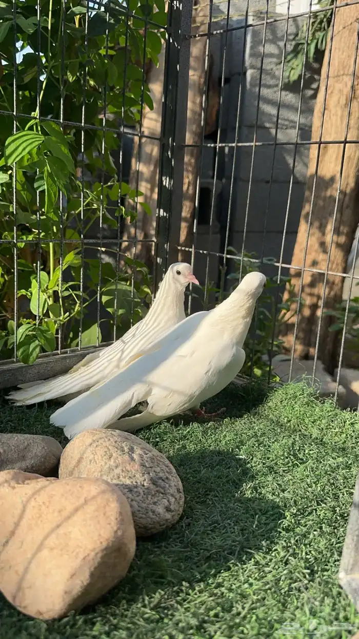 حمام صنعاني شيبه اصلي بحت 0