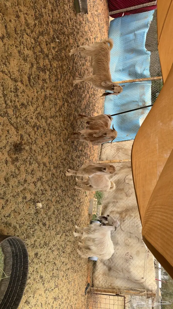 معزى مقاني طيبه 0