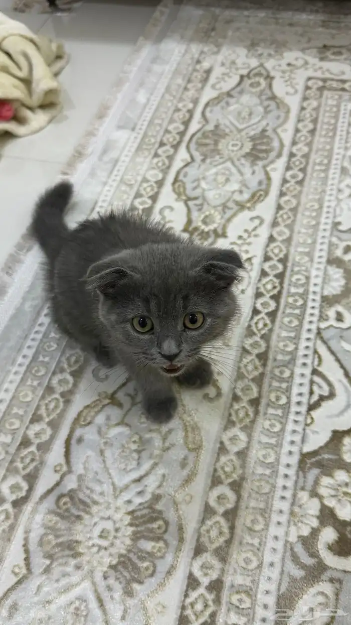 قط من نوع British shorthair للبيع 1
