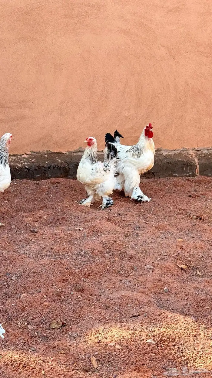 دجاج براهما كولنبي 7