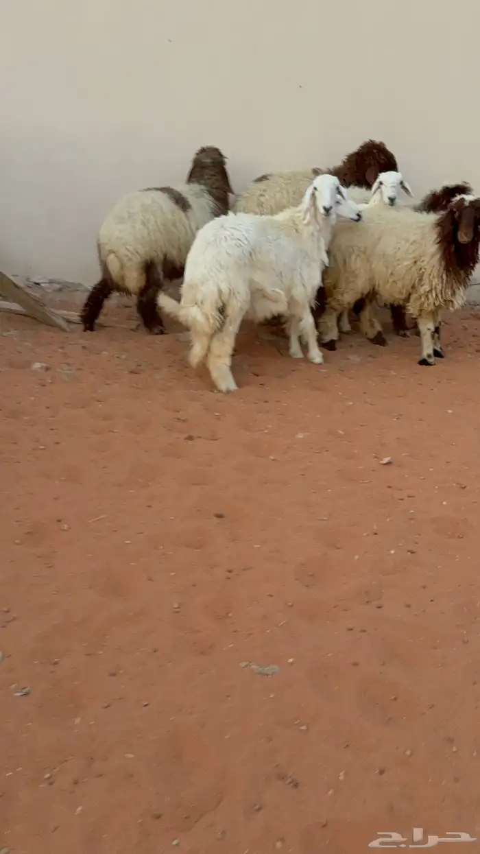 7 رخال جذعات نعيمة وحرية فل شحم 6