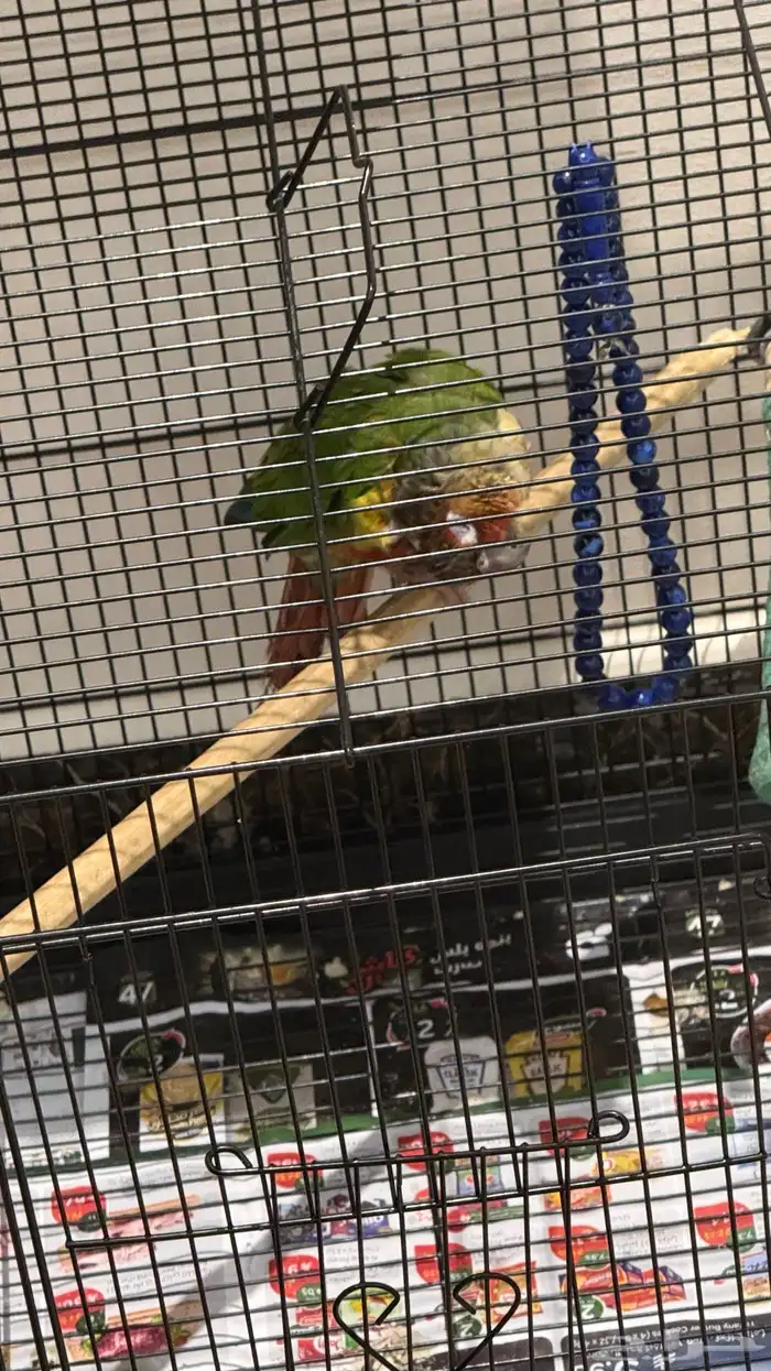 ببغاء كنيور 1