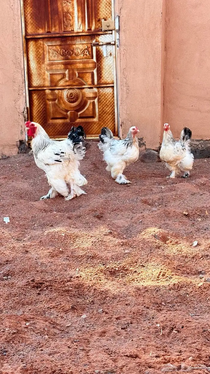 دجاج براهما كولنبي 9