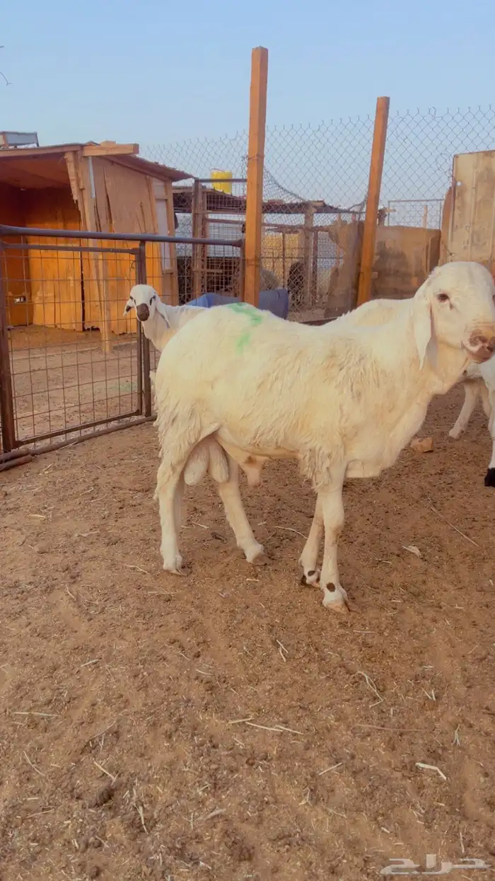 طليان سواكن فل شحم مرابي 4 شهور 1