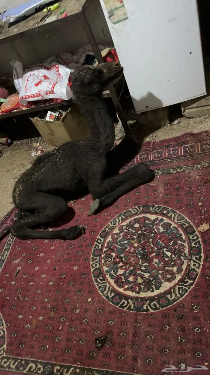 قعود ضيار ولاد اليوم 1