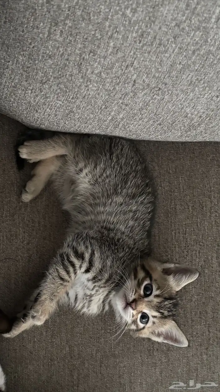 قطط صغيرة للبيع 1