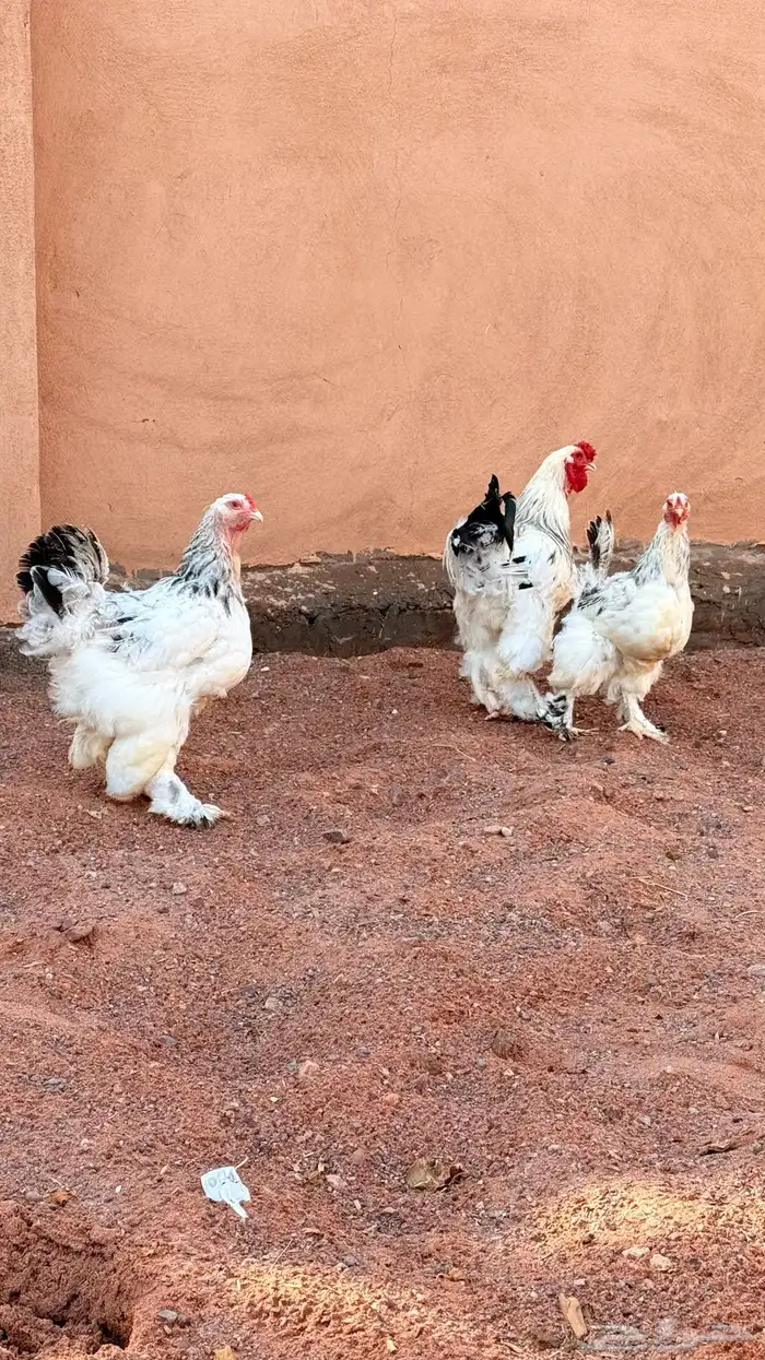 دجاج براهما كولنبي 10