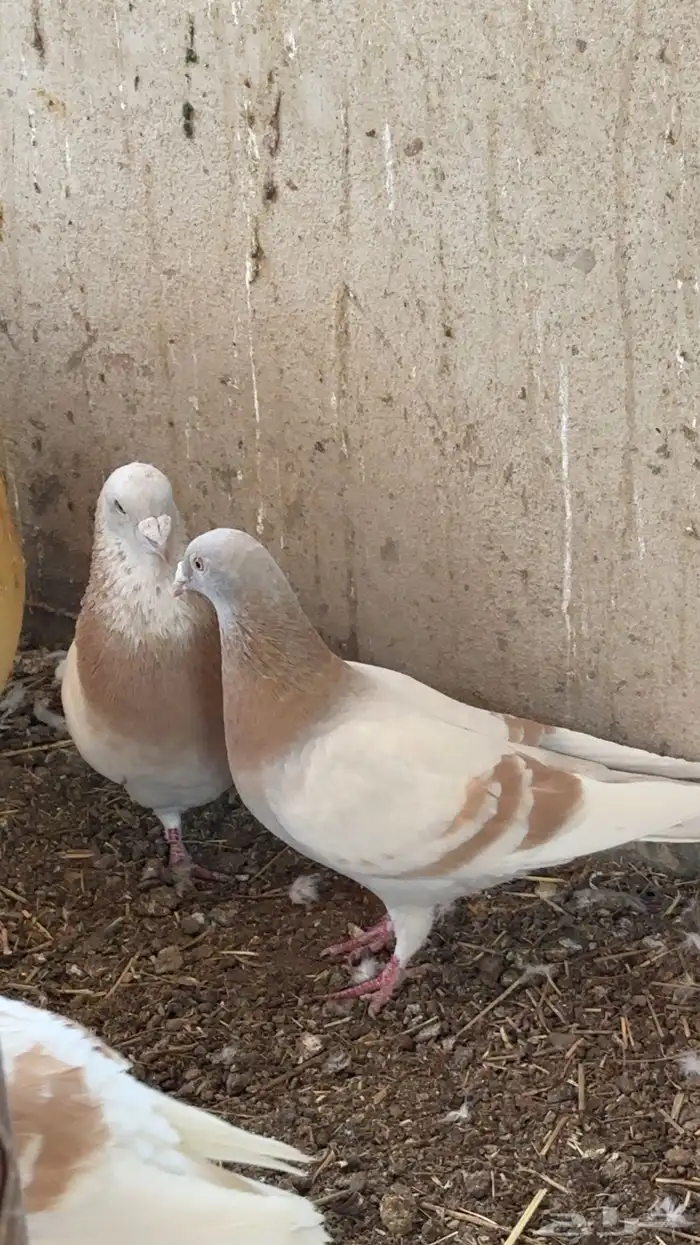 وادي الدواسر للبيع حمام لاحم زاجل كريمي 0