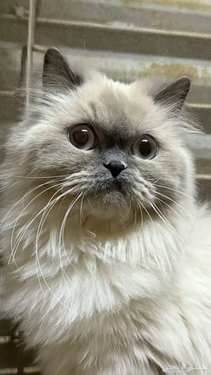 قطط هملايا لتبني 0