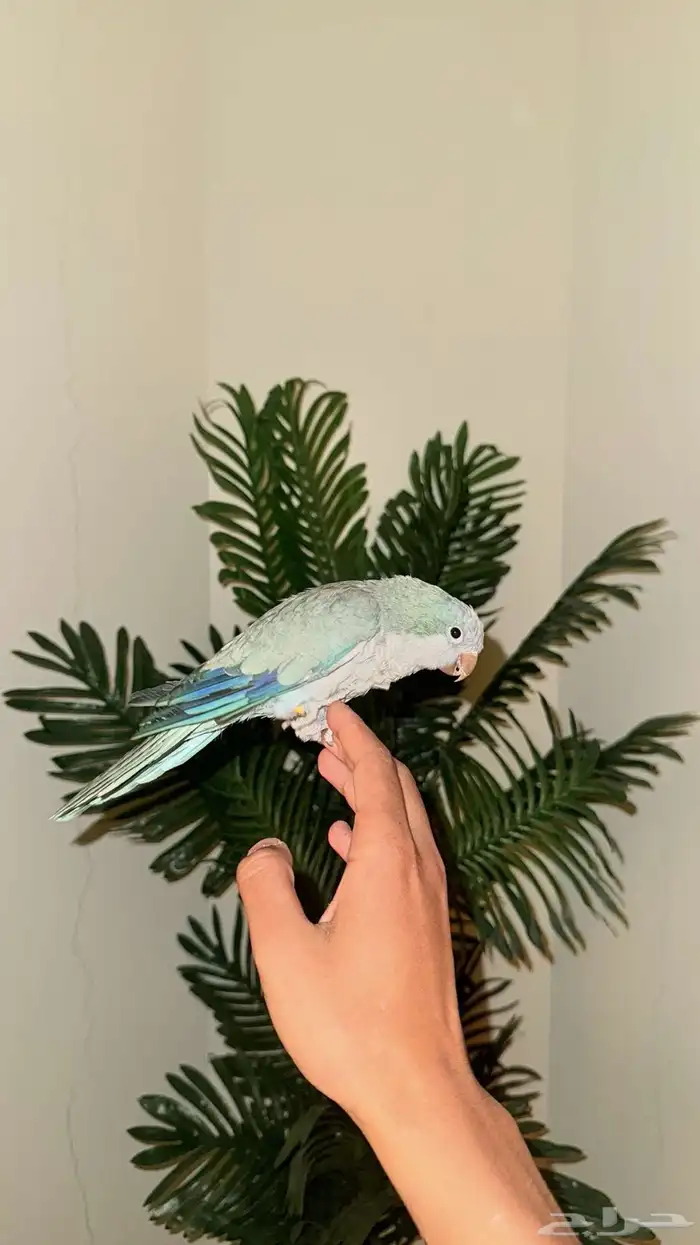 كويكر اليف متكلم 1