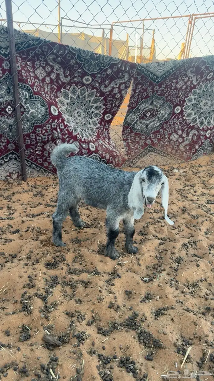 للبيع تيس يرضع 0