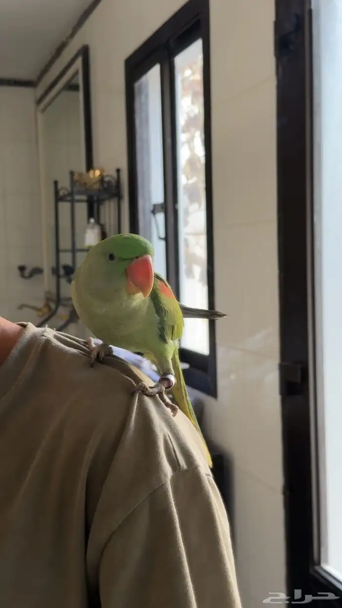 دره نيبالي 4