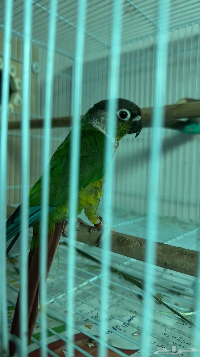 مطلوب كنيور ذكر انتاج 0