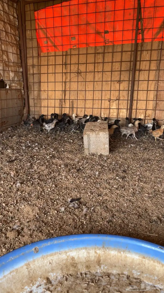 للبيع صوص دجاج 2