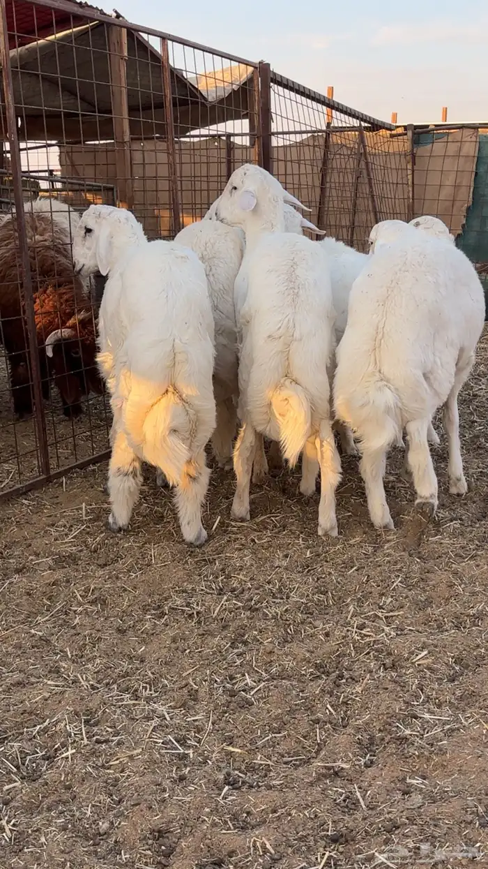 خرفان حريات جذعان 1