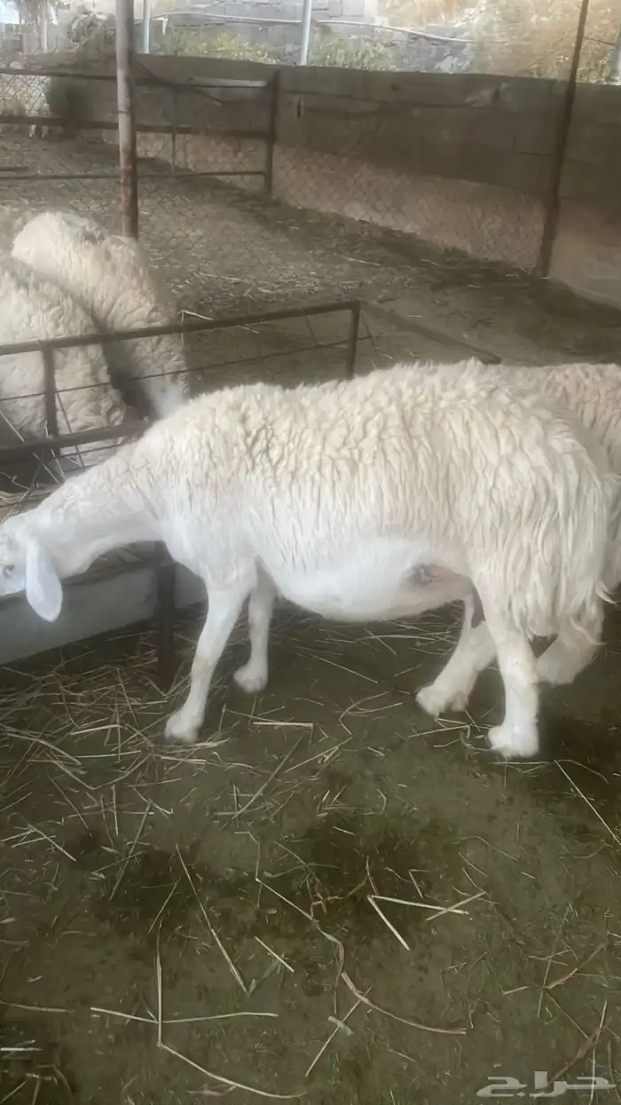 غنم حري صنف 6