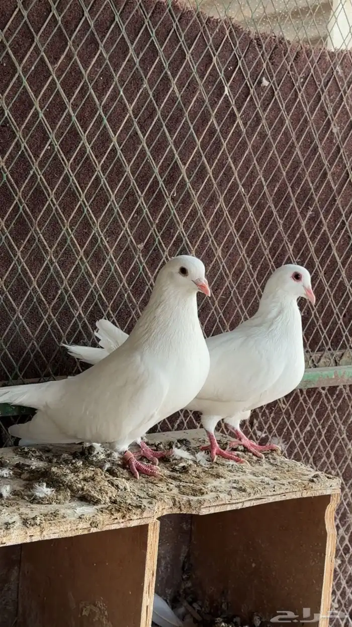 حمام لاحم فرنسي سوبر جامبو وجامبو 6