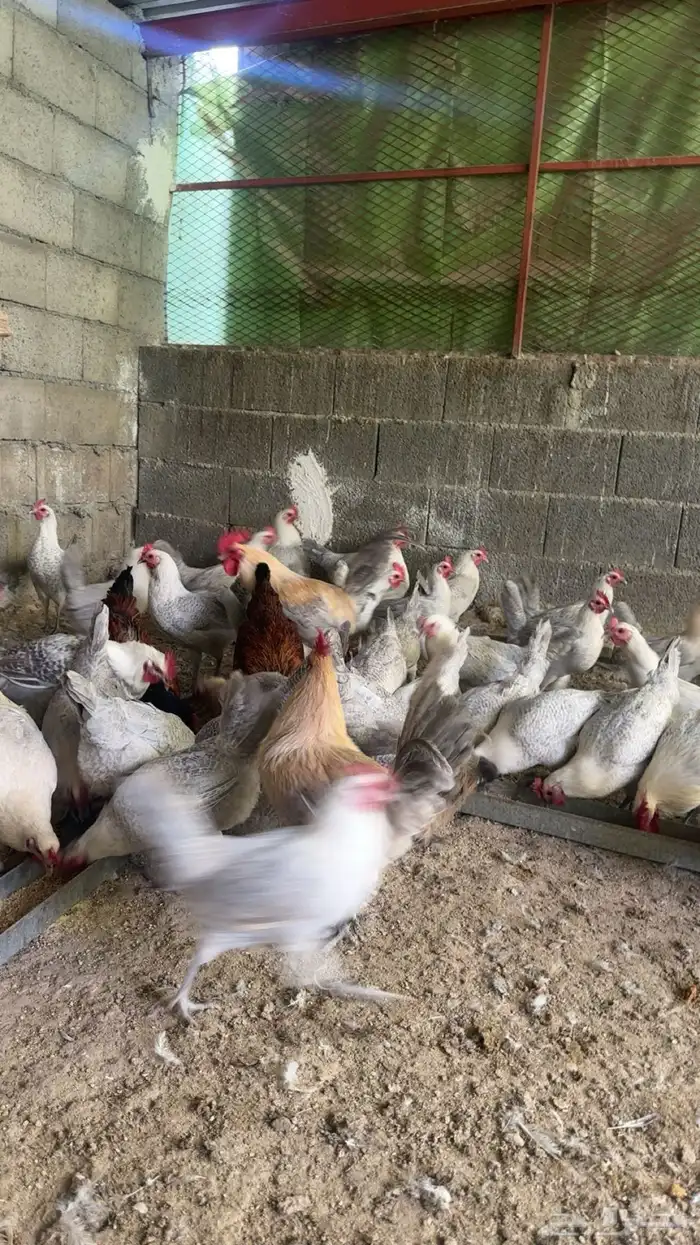 دجاج بياض المونيوم وجولد للبيع بلجرشي 2