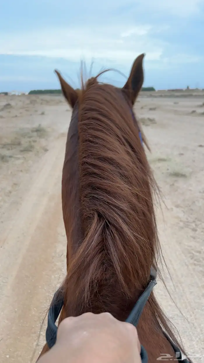 السلام عليكم اعرض عليكم حصان انتاج خصي حدي1700 2