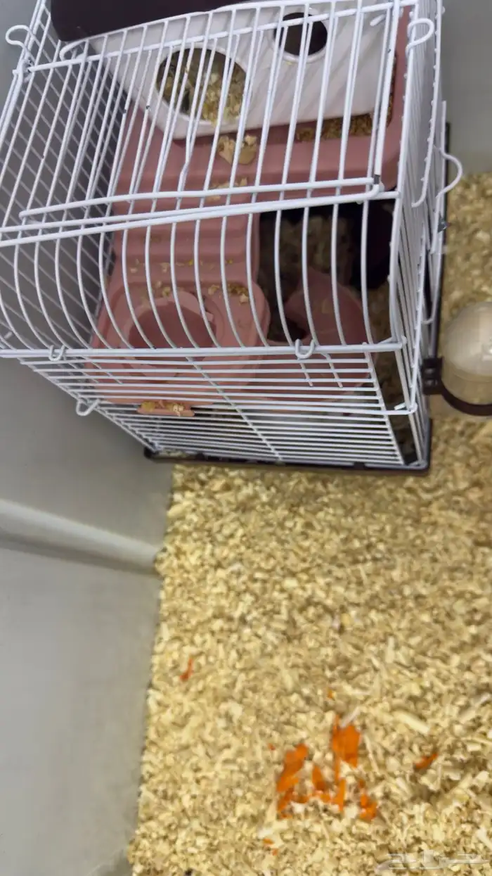 هامستر للبيع 2