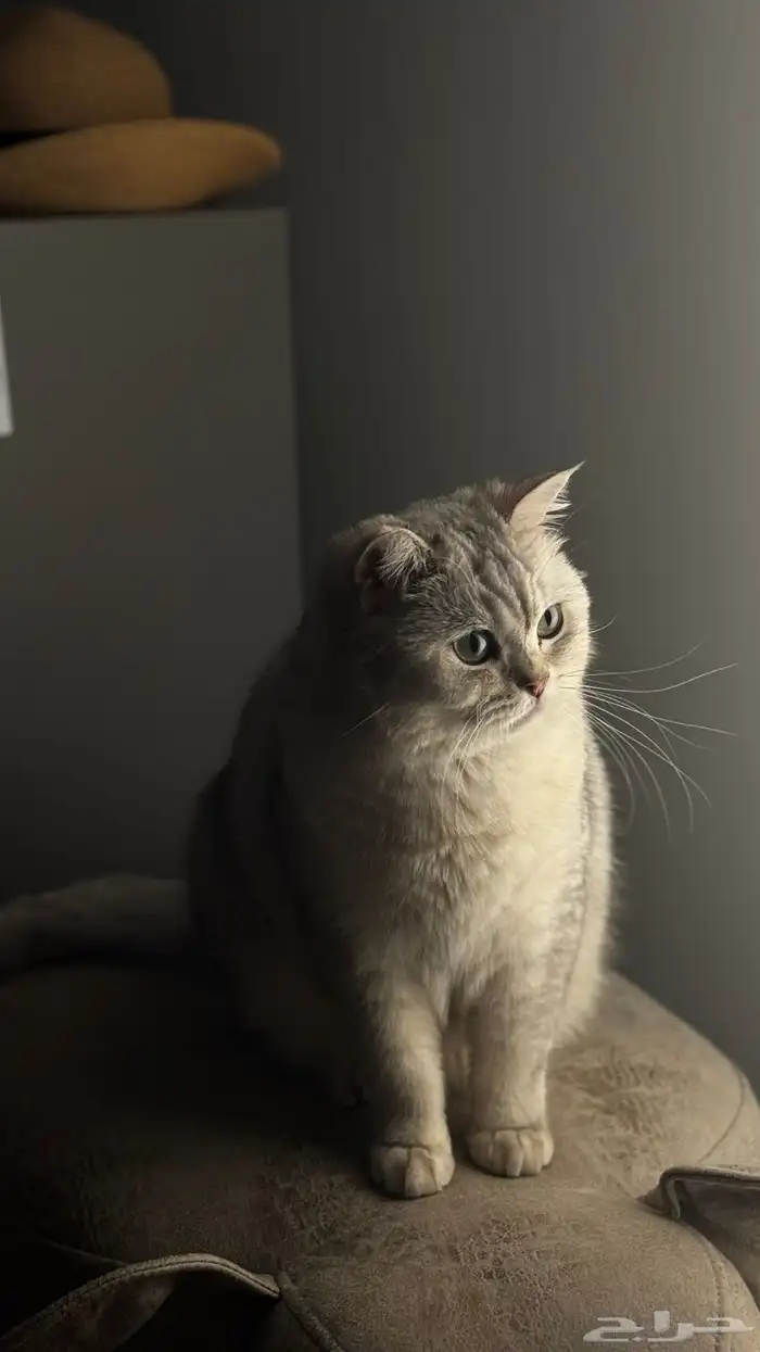 تزاوج سكوتش 1