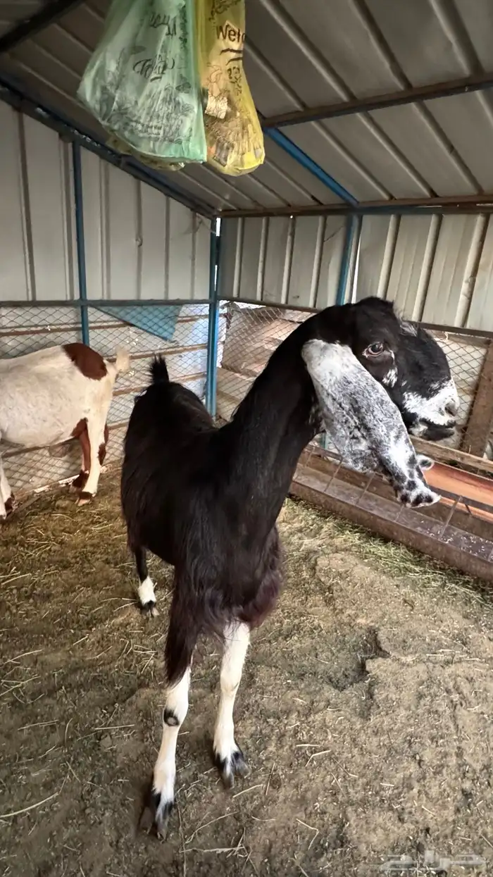 عنز سورية دافع 1