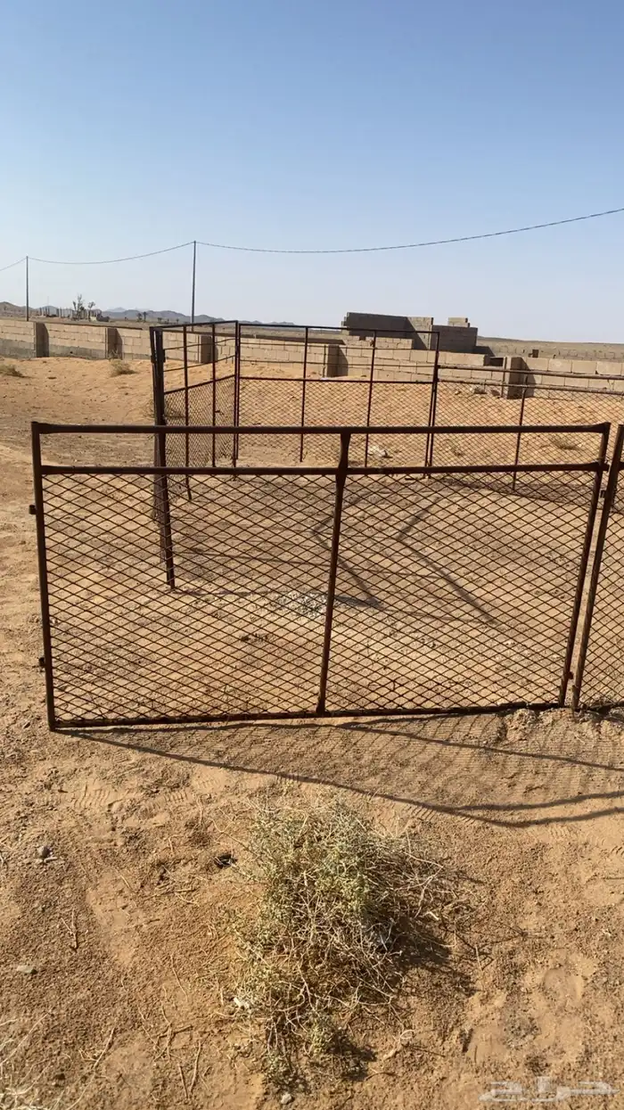 حشو غنم شبوك للبيع 5