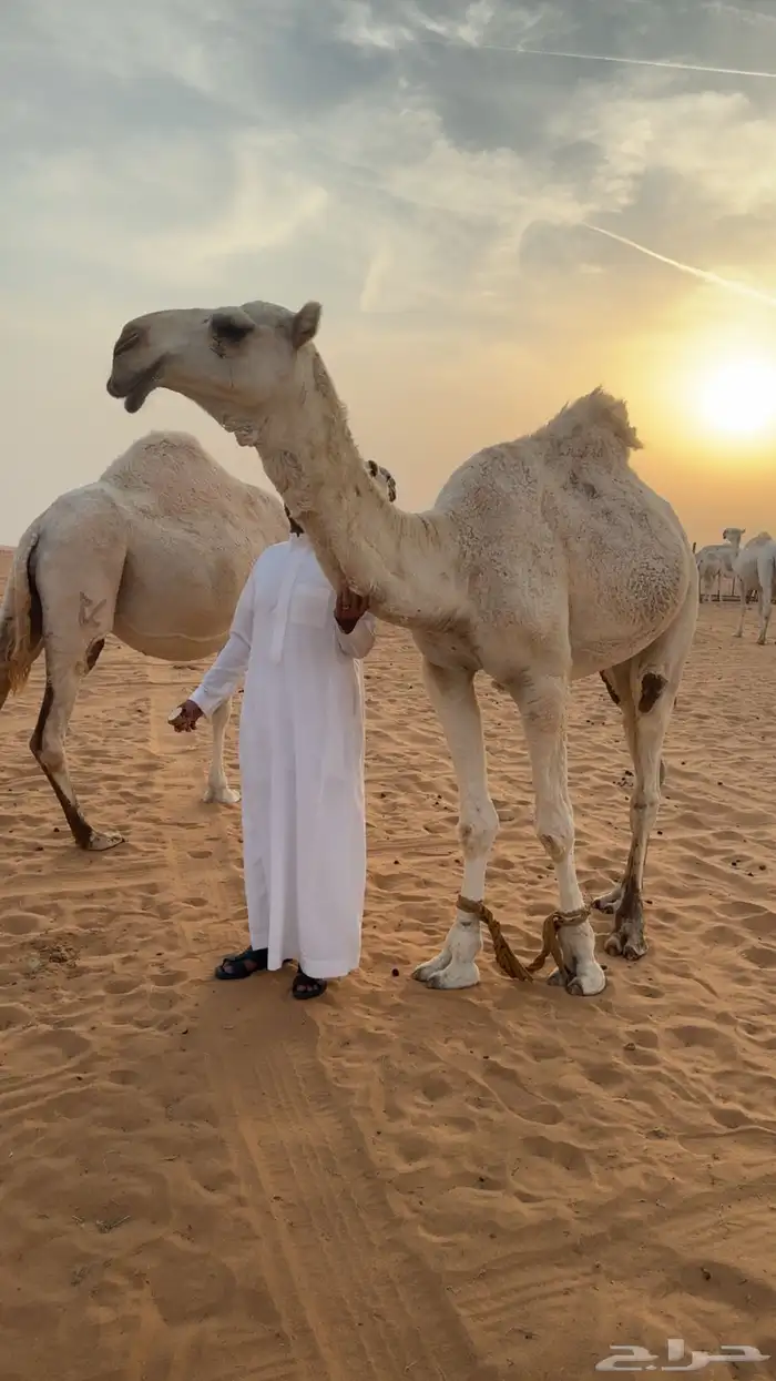 للبيع قعود كفو باتلي 0