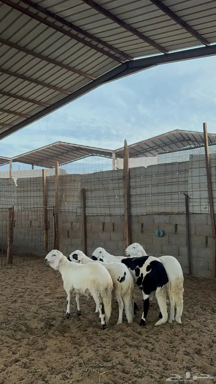 خرفان سواكن 6