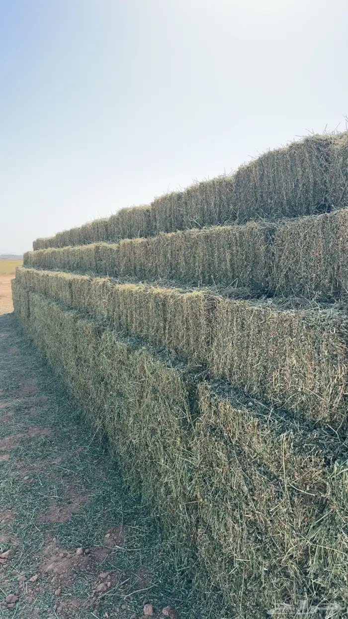 برسيم صافي للبيع 1