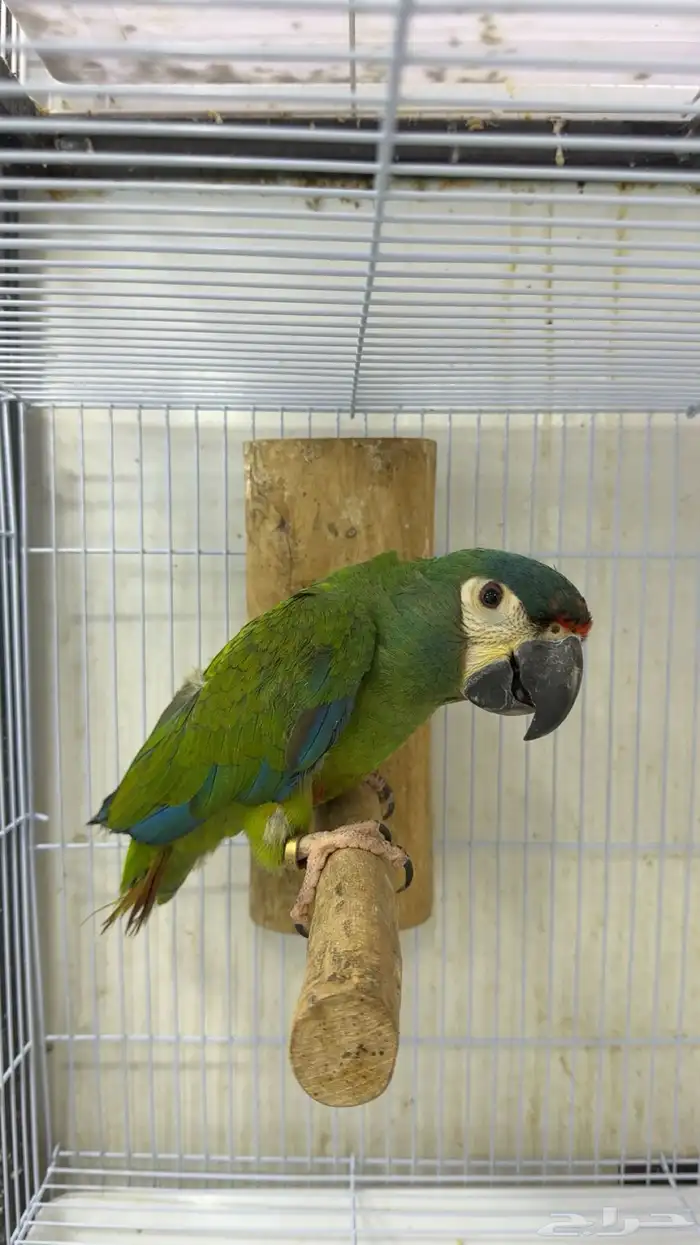 فرخ ميني مكاو 0