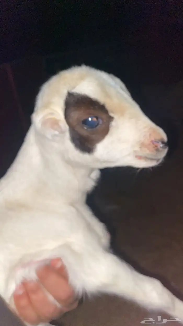 طلي دغور ع شرط 1