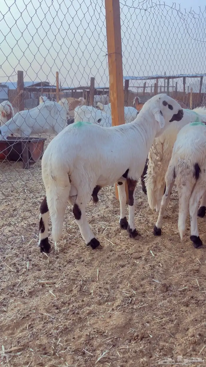 طليان سواكن فل شحم مرابي 4 شهور 4