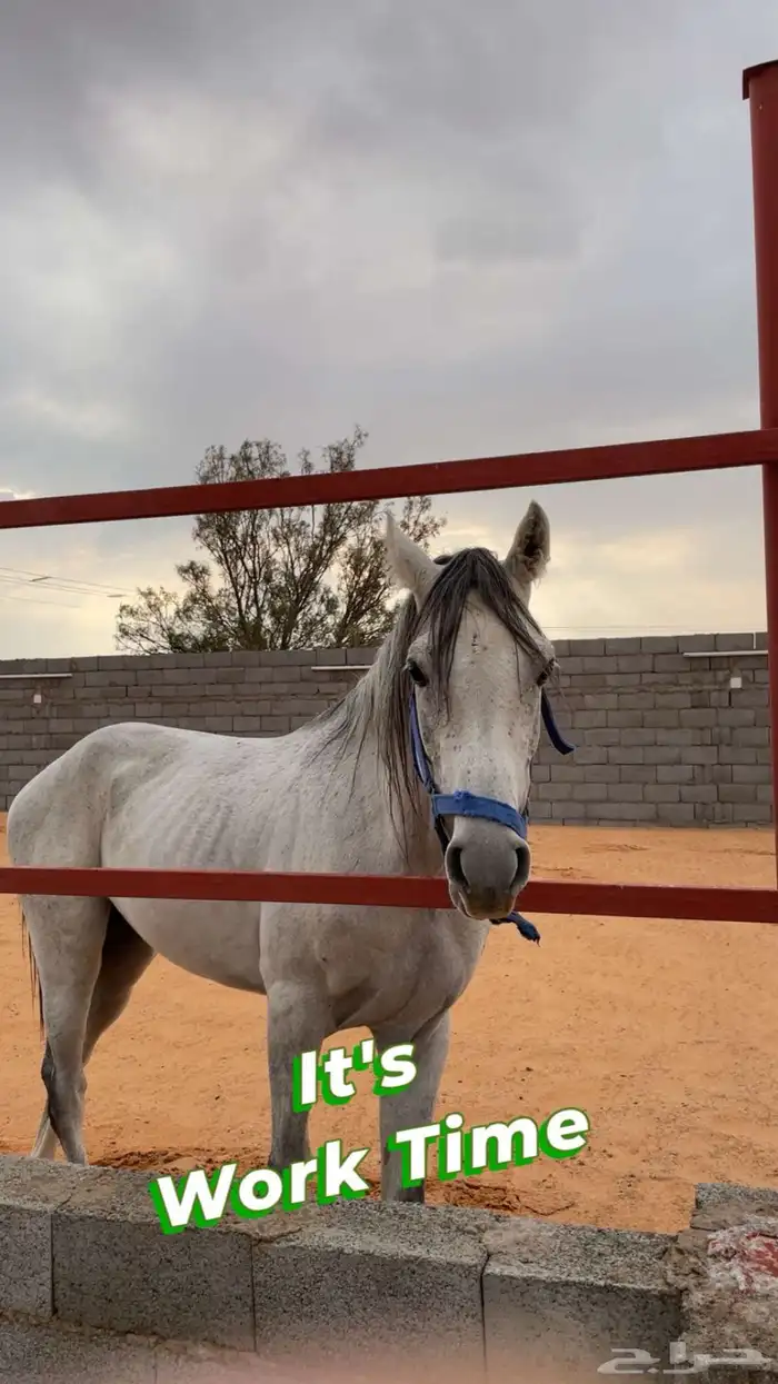 حصان فواخر الشعبي 0