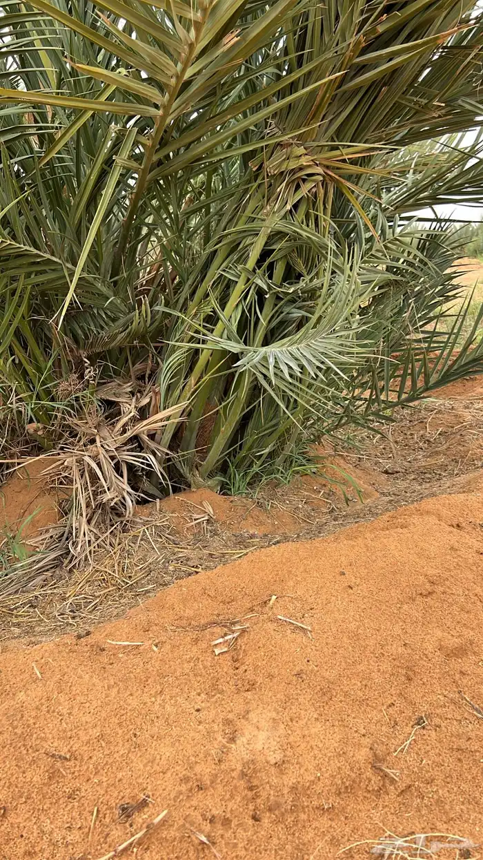 مجدول فراخ ومجذر 4